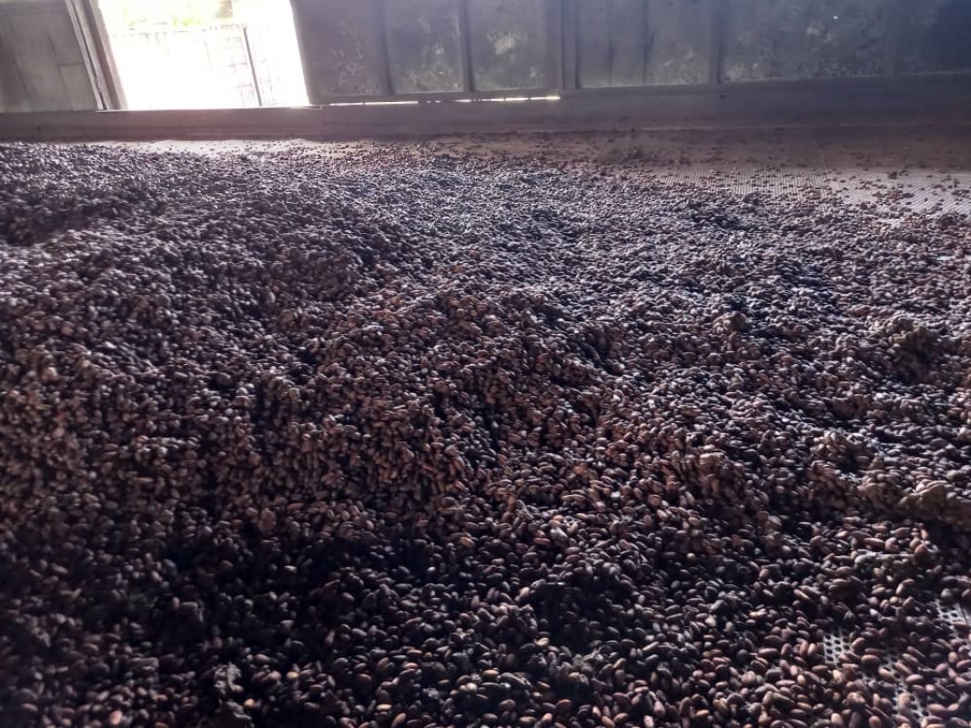 Dried & Fermentation Cocoa Beans from Papua New Guinea